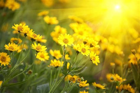 Sunshine G. .